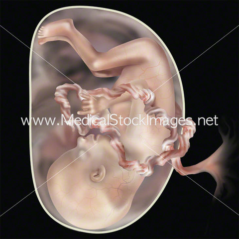 Week 17 Fetal Development
