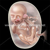 Significant Weeks of Fetal Development - (Multipack of 21 IMAGES)
