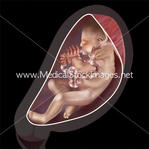 Week 31 Fetal Development