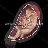 Significant Weeks of Fetal Development - (Multipack of 21 IMAGES)
