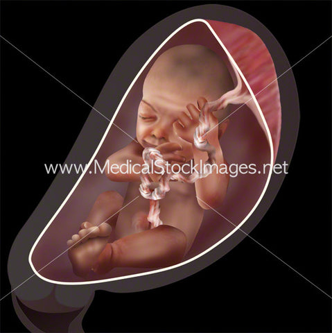 Week 33 Fetal Development