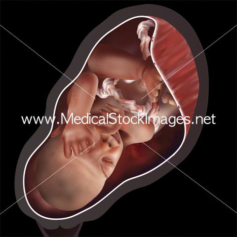 Week 35 Fetal Development