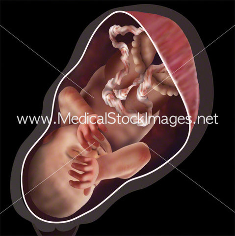 Week 37 Fetal Development