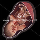 Significant Weeks of Fetal Development - (Multipack of 21 IMAGES)