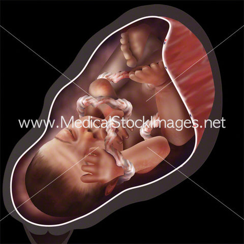 Week 39 Fetal Development