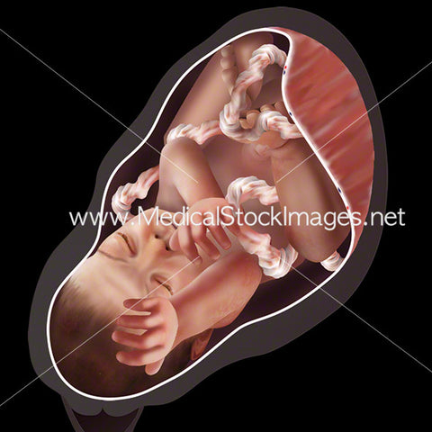 Week 40 Fetal Development