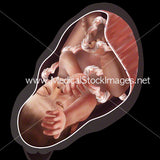 Significant Weeks of Fetal Development - 21 Image Pack