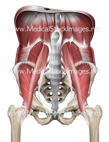 Muscles of the Pelvis and Diaphragm