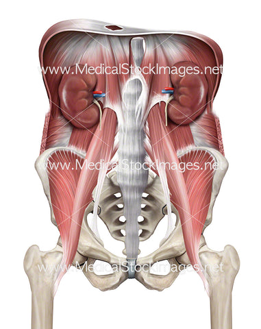 Muscles of the Pelvis and Diaphragm with Kidneys