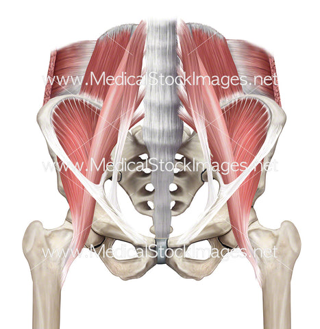 Muscles of the Pelvis in Anterior View