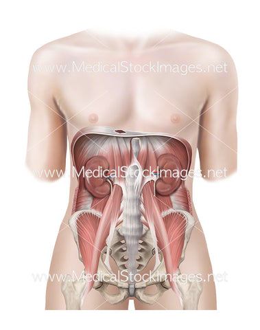 Androgynous Figure Showing Muscles of the Pelvis and the Kidneys