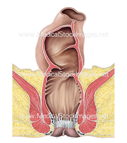 Rectum and Anal Canal