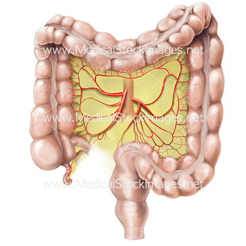 Large Bowel with Mesentery