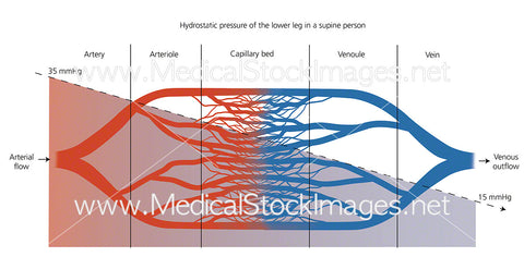 Hydrostatic Pressure of the Lower Leg