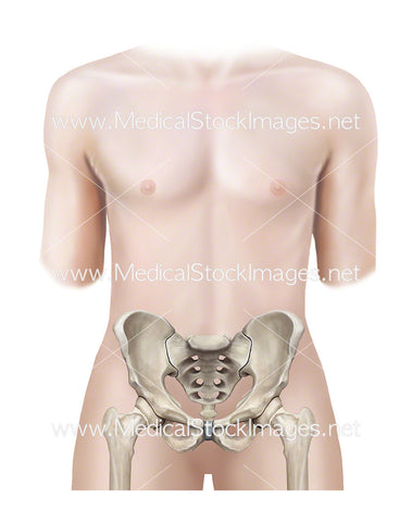 Androgynous Figure shown with Pelvis and Hip Joints