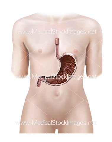 Androgynous Figure with Healthy Stomach in Cross-Section