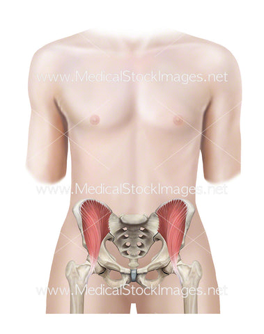 Androgynous Figure with Pelvis and Iliacus Muscles Shown