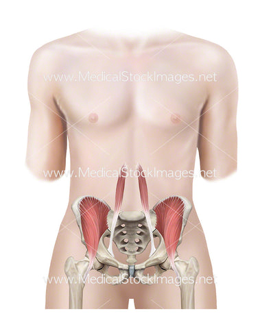 Androgynous Figure showing Pelvis, Iliacus and Psoas Major