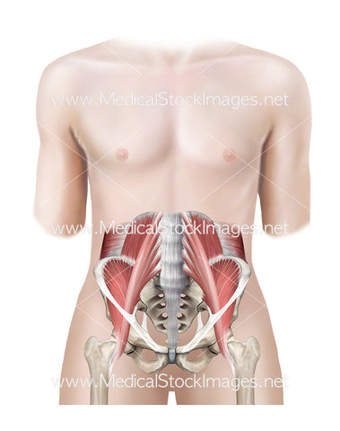 Androgynous Figure with Muscles of the Pelvis Shown