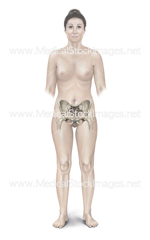 Female Figure with Pelvis and Hip Joints