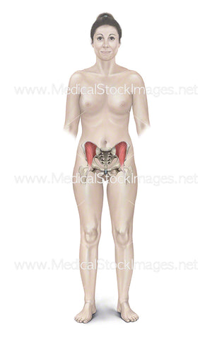Female Figure with Pelvis and Iliacus Muscles Shown