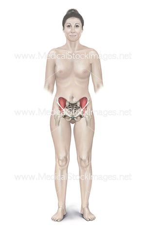 Female Figure with Pelvis, Iliacus and Inguinal Ligament