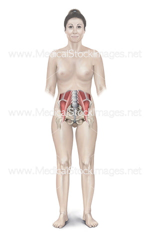 Female Figure Showing Muscles of the Pelvis