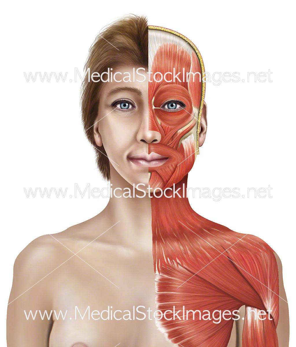 Female Figure with Muscles of Head and Chest – Medical Stock