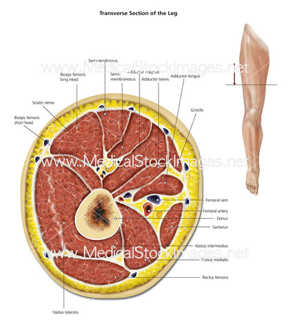 Transverse Section of the Leg - Labelled
