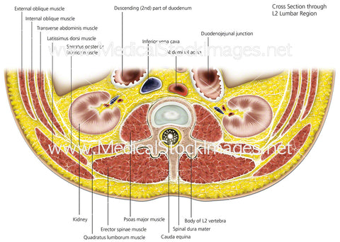 Transverse section of L2 Lumbar Region - Labelled