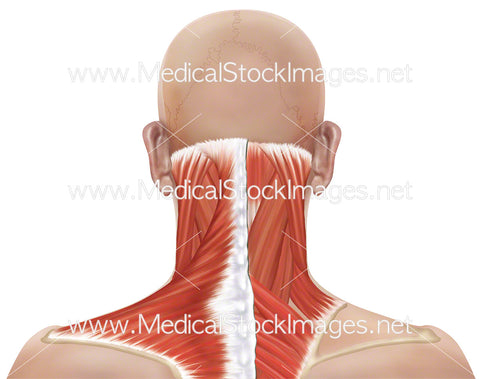 Superficial Muscles of the Posterior of the Head and Neck