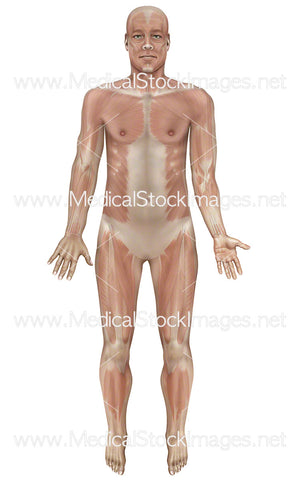 Full Male Body with Superficial Muscles