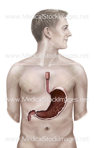 Male Figure showing Cross Section of Stomach