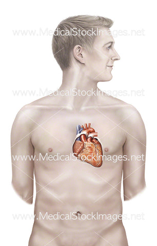 Male Figure Showing Heart Sternocostal Surface