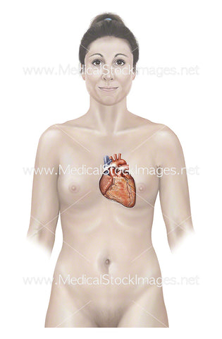 Female Figure Showing Heart Sternocostal Surface
