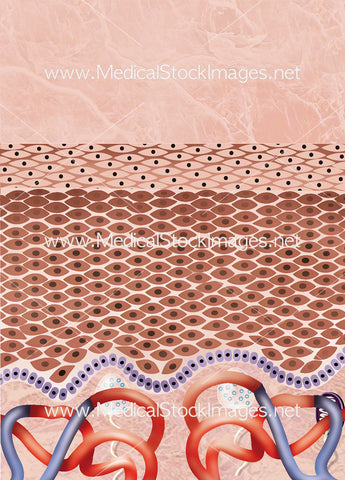 Cross Section of Healthy Skin