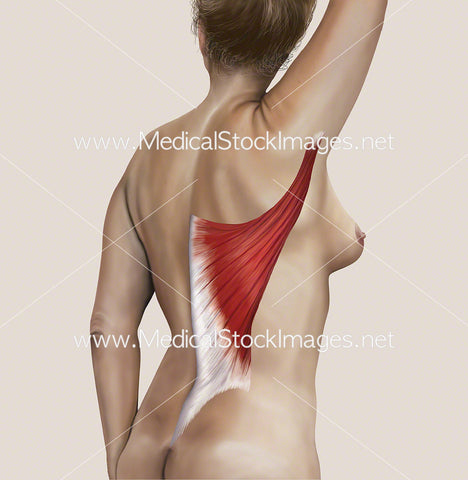 Latissimus Dorsi Muscle