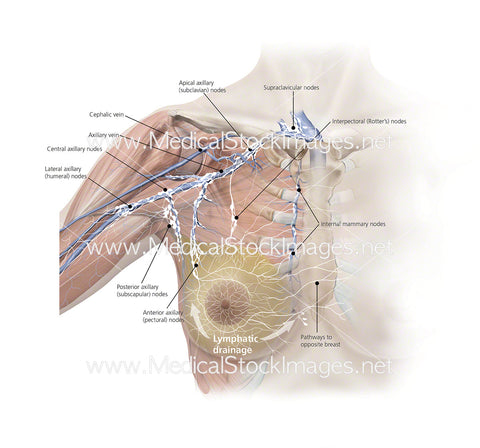 Lymphatic Drainage of Breast - Labelled