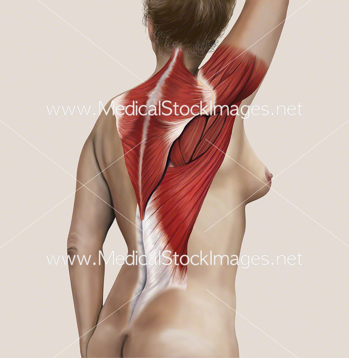 Back Region with Muscles – Medical Stock Images Company