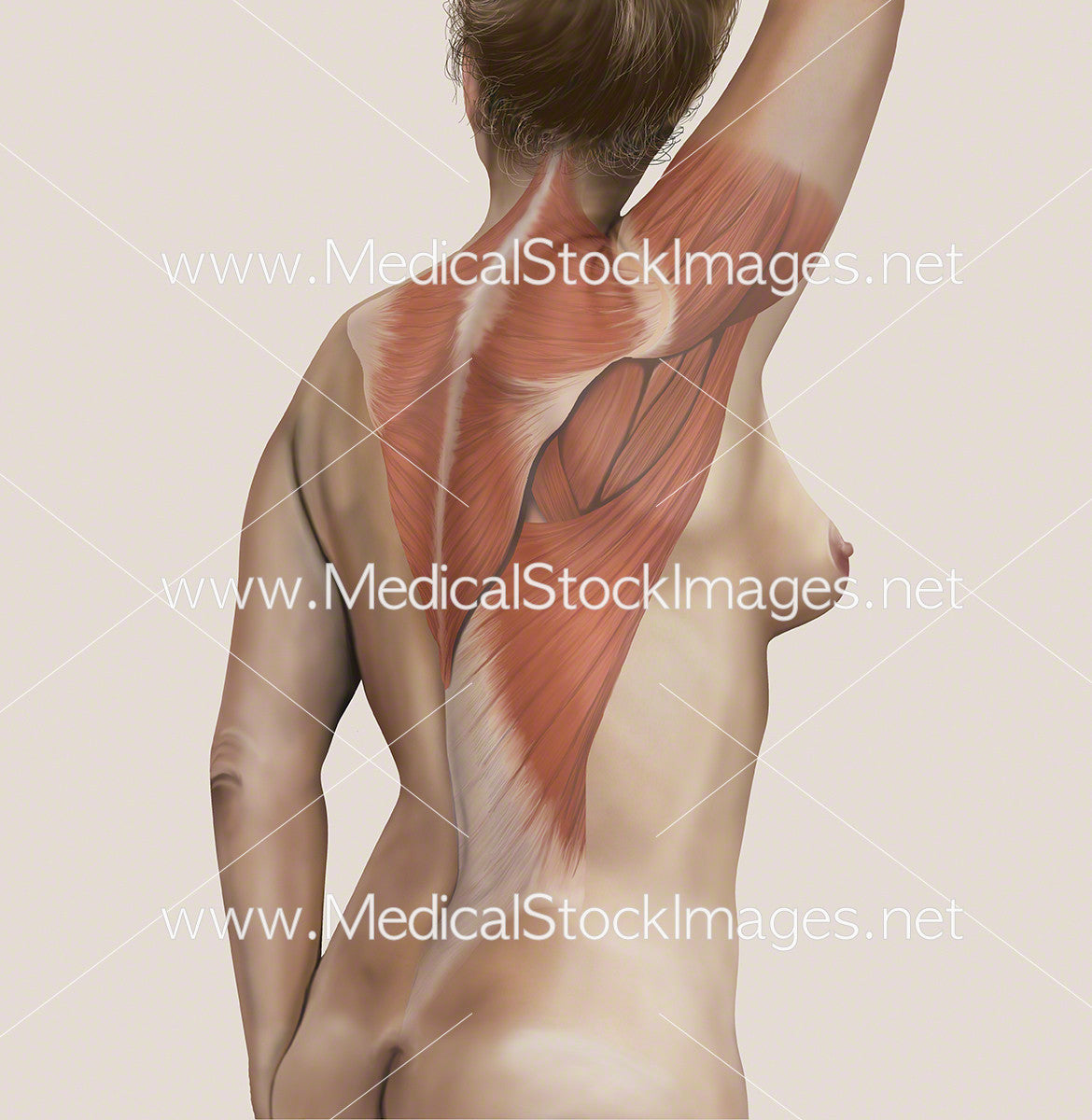 Muscles of the Back Region – Medical Stock Images Company