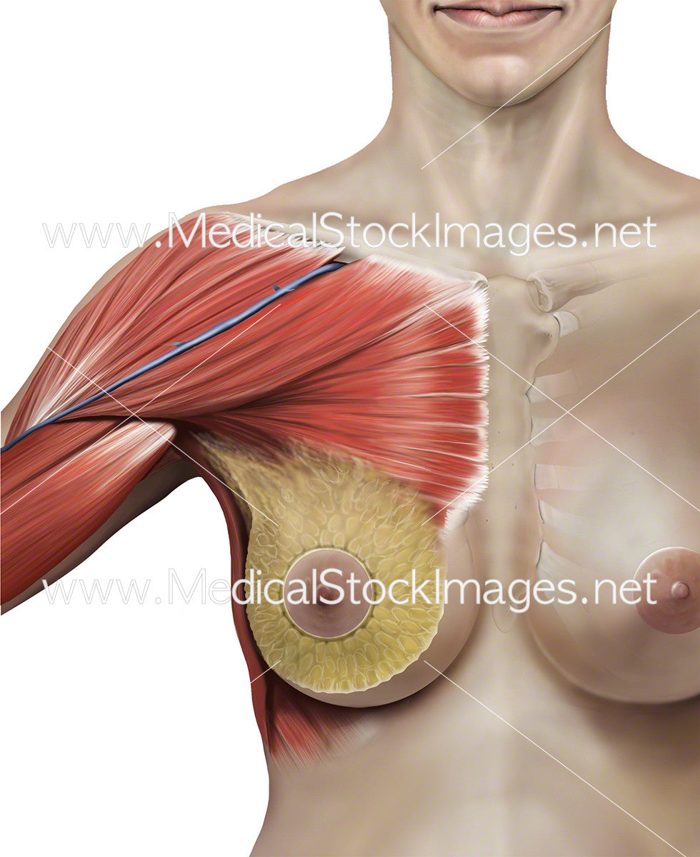 Breast and Chest Anatomy – Medical Stock Images Company