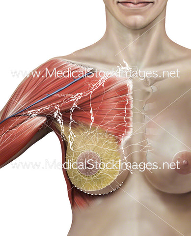 Relevant Lymph Node Anatomy During Total Mastectomy Surgery