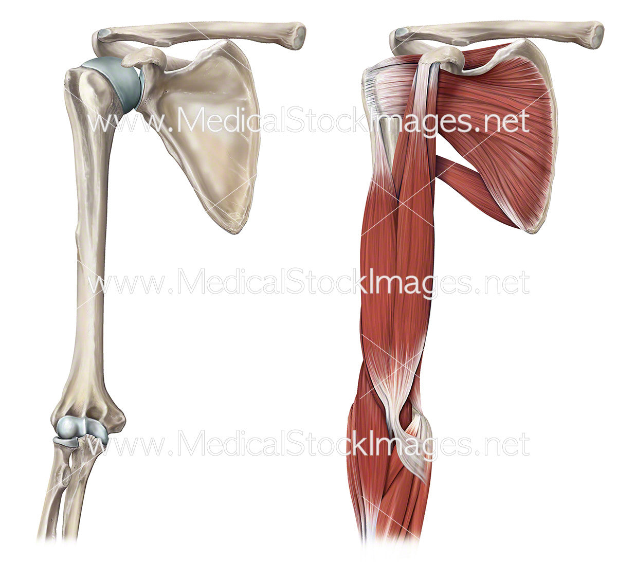 shoulder muscles anatomy