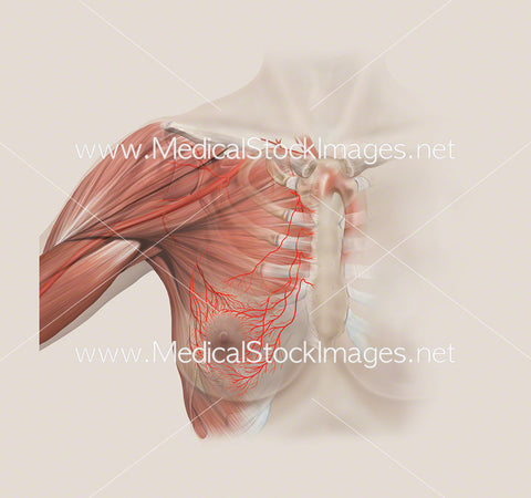Anatomy of the Axillary Arteries of the Breast