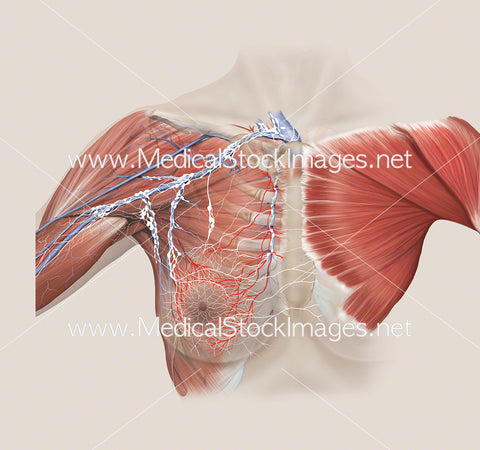 Arterial and Lymphatic Anatomy of Breast with Pectoralis Muscle