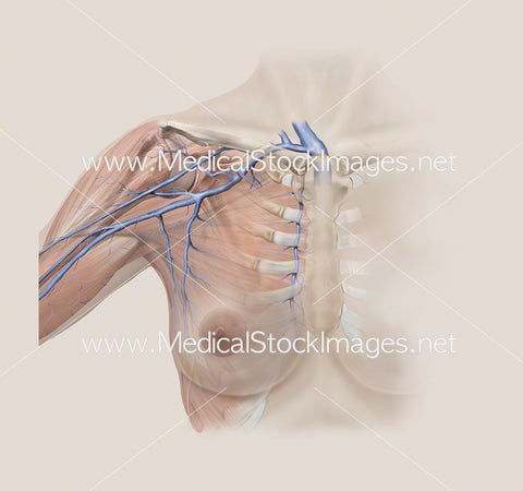 Superficial Veins of the Breast