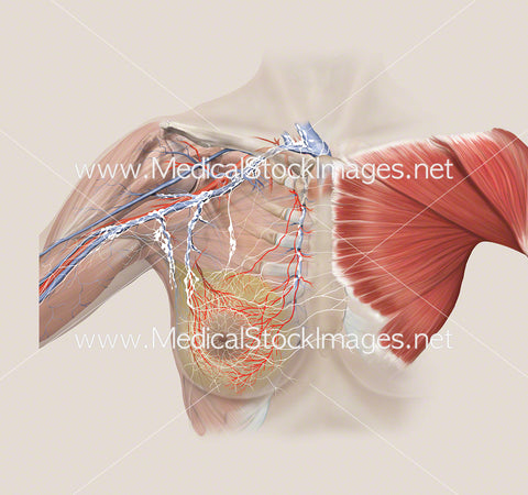 Arterial and Lymphatic Anatomy of Breast