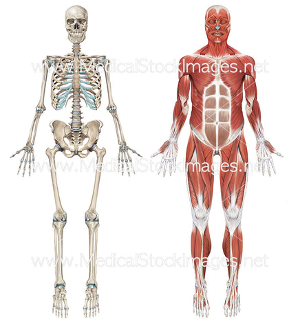 Full Skeleton and Full Superficial Muscle Anatomy