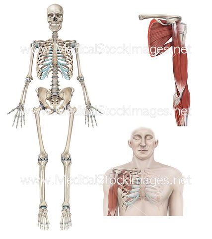 Full Skeleton with Muscle Anatomy of Shoulder and Arm