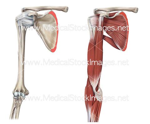 Skeletal and Muscular Anatomy of the Shoulder